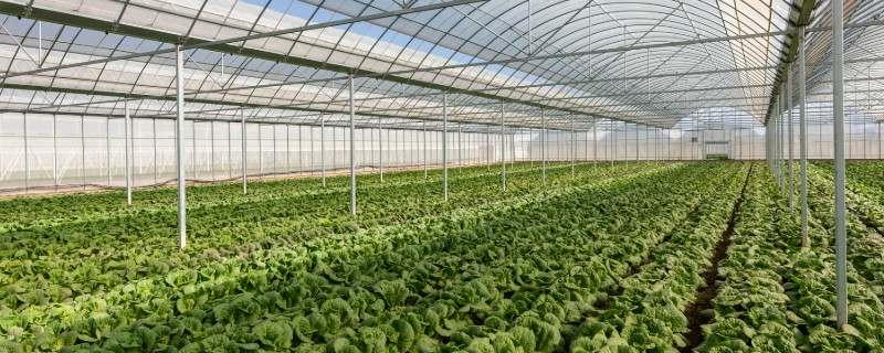 蔬菜温室大棚怎么增温，在棚内搭建中棚或在拱棚上加覆保温材料