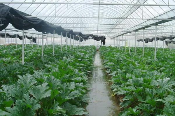 蔬菜温室大棚怎么增温，在棚内搭建中棚或在拱棚上加覆保温材料