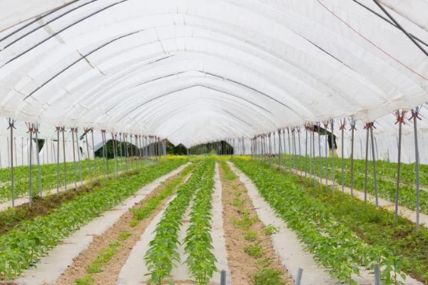 蔬菜温室大棚怎么增温，在棚内搭建中棚或在拱棚上加覆保温材料
