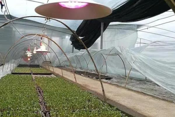 蔬菜温室大棚怎么增温，在棚内搭建中棚或在拱棚上加覆保温材料