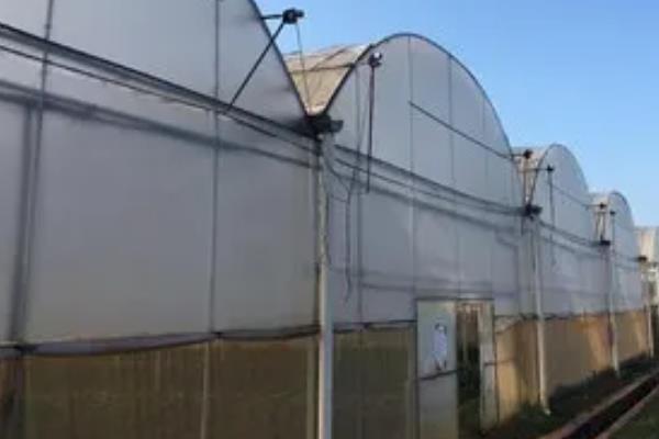 蔬菜温室大棚怎么增温，在棚内搭建中棚或在拱棚上加覆保温材料