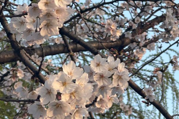 樱花有没有白色的，樱花有白色品种
