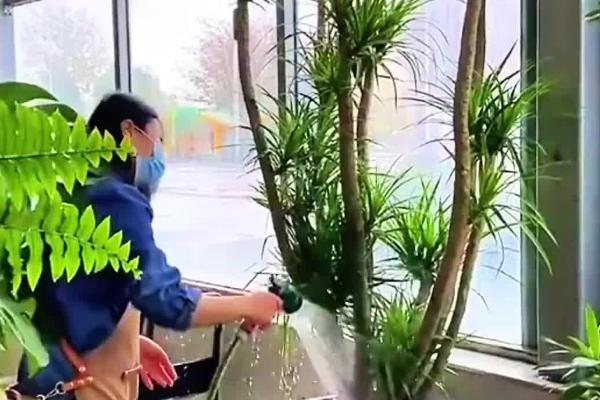 龙铁树叶子发黄的原因，可能是水分过多或光照过强所致