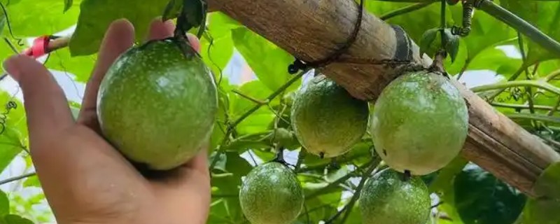 百香果掉花的原因，可能是授粉不全或温度太高所致