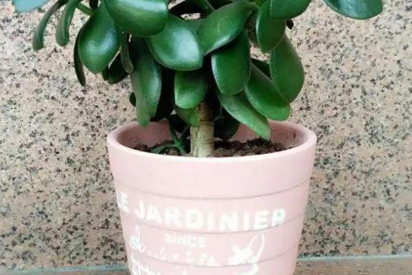 燕子掌适合用大盆还是小盆，根据植株大小决定