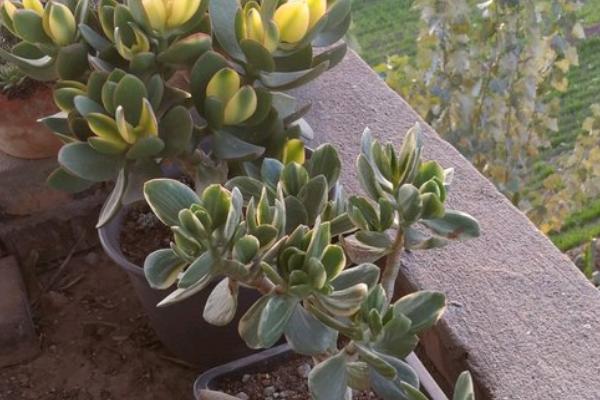 燕子掌适合用大盆还是小盆，根据植株大小决定