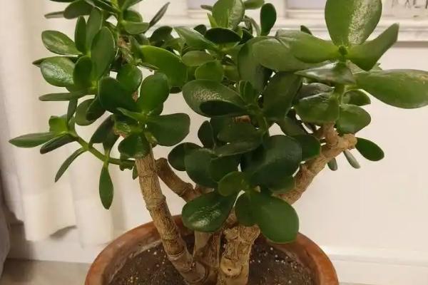 燕子掌适合用大盆还是小盆，根据植株大小决定