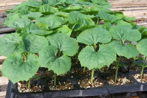 丝瓜种植多久上市，取决于它的种植时间