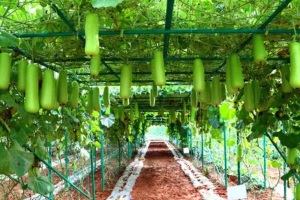 丝瓜种植多久上市，取决于它的种植时间