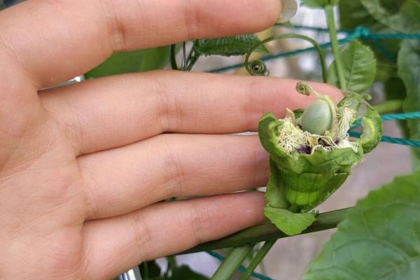 百香果掉花的原因，可能是授粉不全或温度太高所致