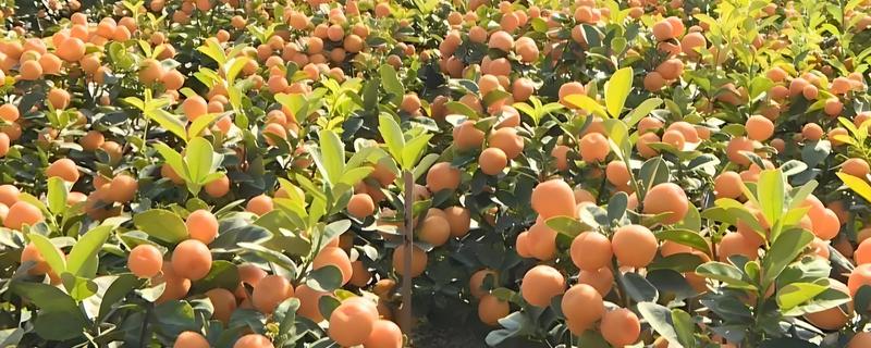 年桔的种植方法，土壤ph值在5.5-7为佳