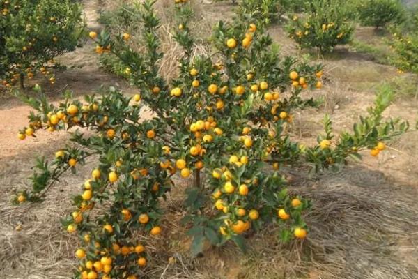 年桔的种植方法，土壤ph值在5.5-7为佳