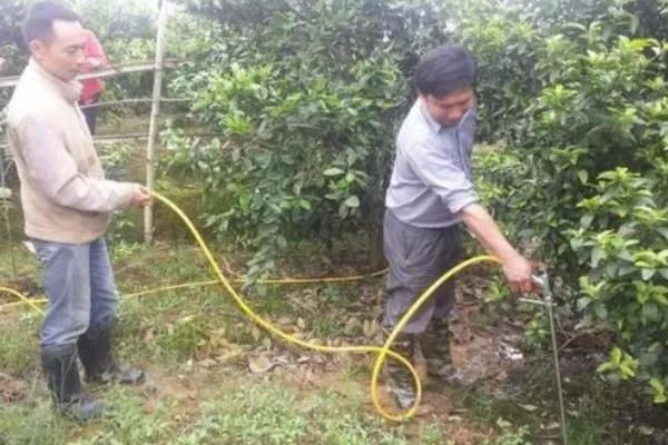 年桔的种植方法，土壤ph值在5.5-7为佳