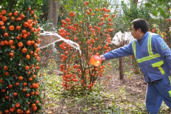 年桔的种植方法，土壤ph值在5.5-7为佳
