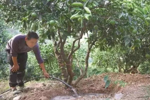 年桔的种植方法，土壤ph值在5.5-7为佳