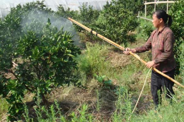 年桔的种植方法，土壤ph值在5.5-7为佳