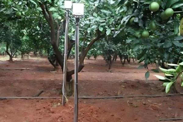 年桔的种植方法，土壤ph值在5.5-7为佳