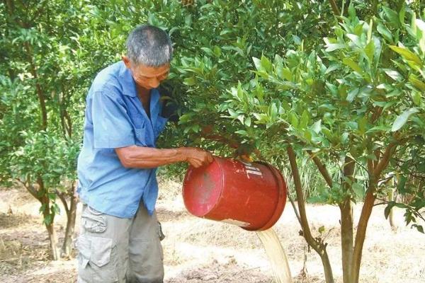 年桔的种植方法，土壤ph值在5.5-7为佳