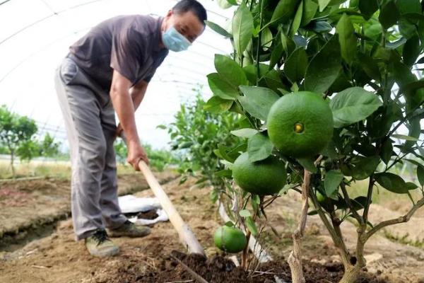 年桔的种植方法，土壤ph值在5.5-7为佳