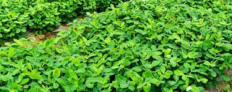 花生中后期的管理方法，收获前喷施多效唑可增加饱果率