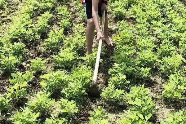 花生中后期的管理方法，收获前喷施多效唑可增加饱果率
