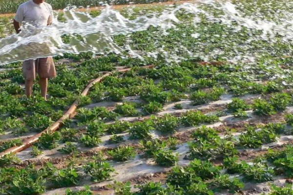 花生中后期的管理方法，收获前喷施多效唑可增加饱果率