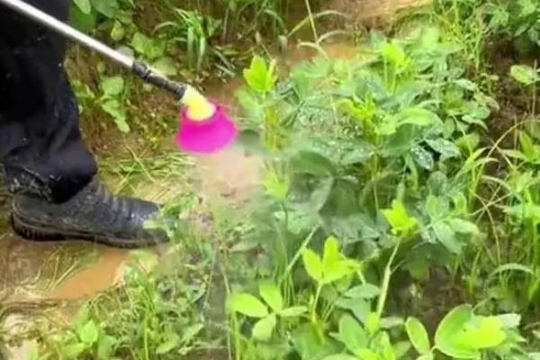 花生中后期的管理方法，收获前喷施多效唑可增加饱果率