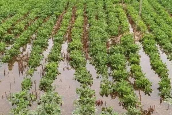 花生中后期的管理方法，收获前喷施多效唑可增加饱果率