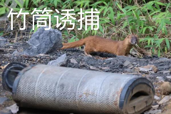 如何捕捉黄鼠狼，电石巧捕法既简单又有效