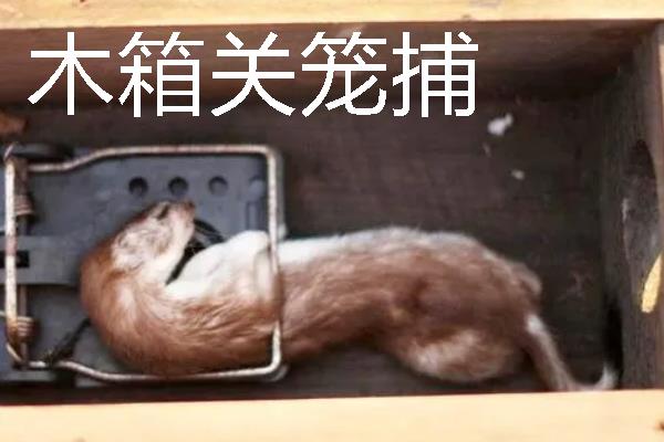如何捕捉黄鼠狼，电石巧捕法既简单又有效