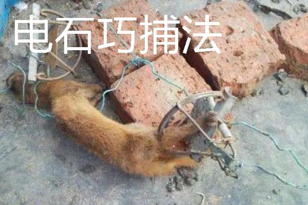 如何捕捉黄鼠狼，电石巧捕法既简单又有效