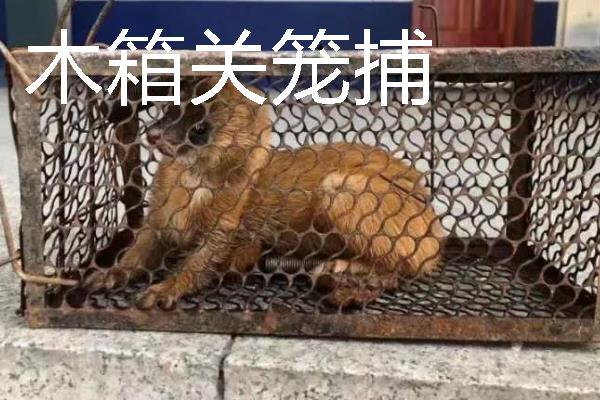 如何捕捉黄鼠狼，电石巧捕法既简单又有效