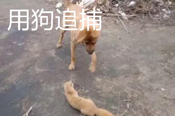 如何捕捉黄鼠狼，电石巧捕法既简单又有效