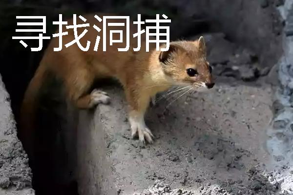 如何捕捉黄鼠狼，电石巧捕法既简单又有效