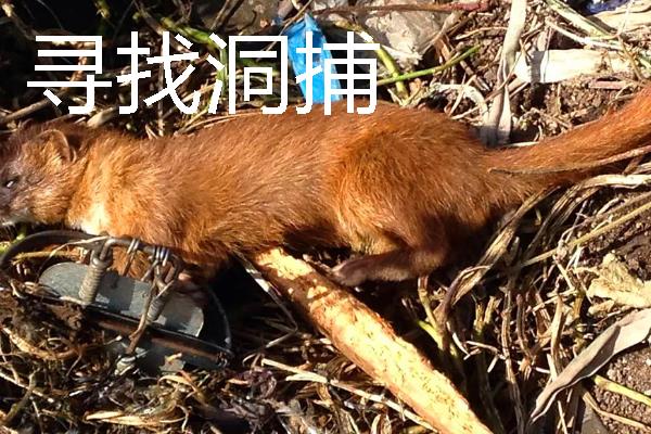 如何捕捉黄鼠狼，电石巧捕法既简单又有效
