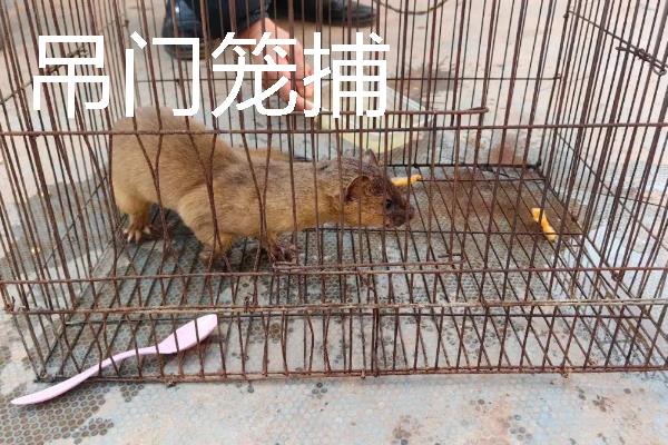 如何捕捉黄鼠狼，电石巧捕法既简单又有效