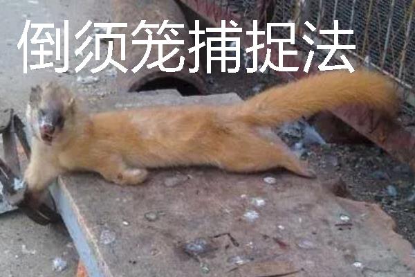 如何捕捉黄鼠狼，电石巧捕法既简单又有效