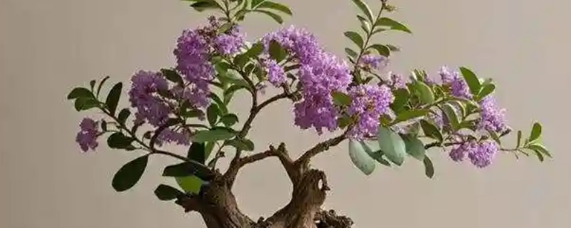 紫薇叶子卷曲怎么办，水分不足时要浇水保湿