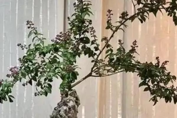 紫薇叶子卷曲怎么办，水分不足时要浇水保湿