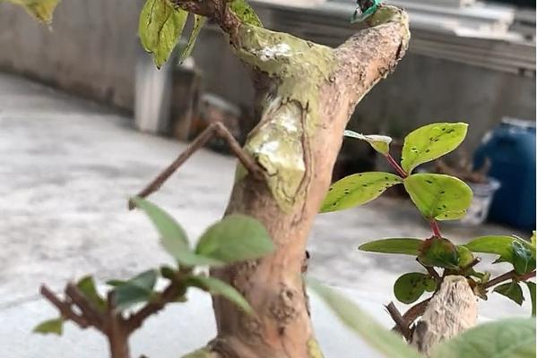 紫薇叶子卷曲怎么办，水分不足时要浇水保湿