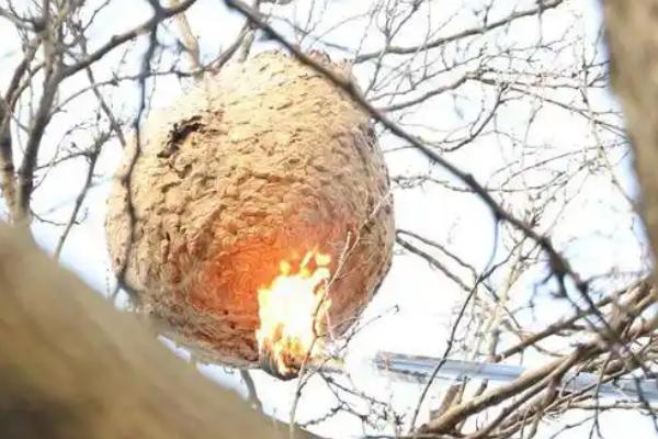 胡蜂窝与马蜂窝有什么区别，二者没有区别只是叫法不同