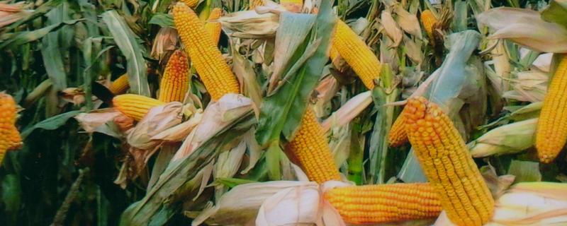 鲁宁184玉米种简介，夏播生育期105天