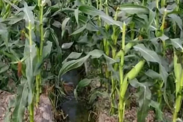 鲁宁184玉米种简介，夏播生育期105天
