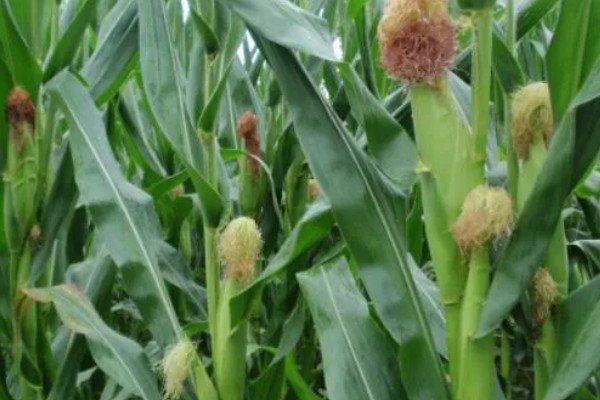 鲁宁184玉米种简介，夏播生育期105天