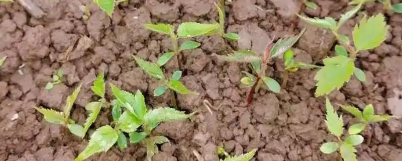 樱桃怎样种植，建议生长温度控制在15℃以上