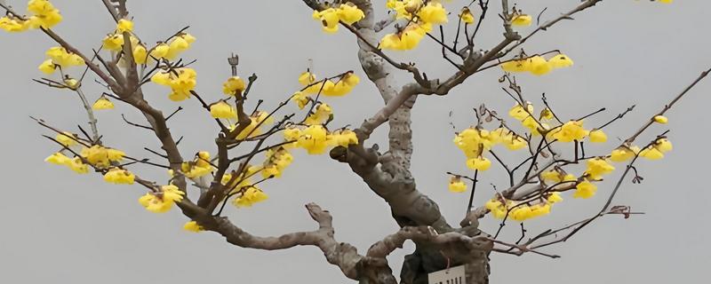 腊梅落蕾的原因，可能是现蕾后气候湿润所致