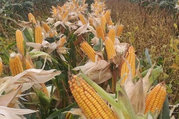 鲁宁184玉米种简介，夏播生育期105天