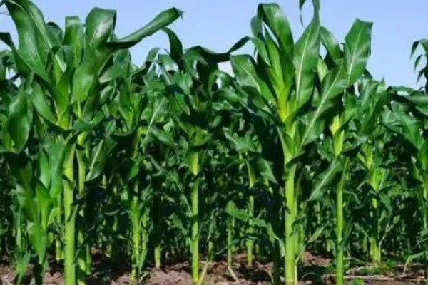 鲁宁184玉米种简介，夏播生育期105天