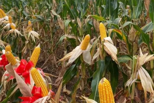 鲁宁184玉米种简介，夏播生育期105天