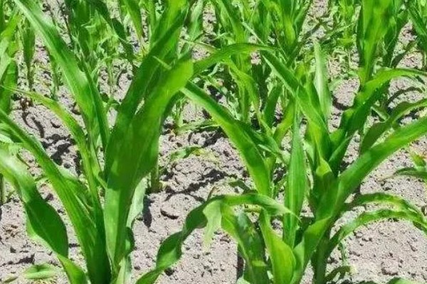 鲁宁184玉米种简介，夏播生育期105天